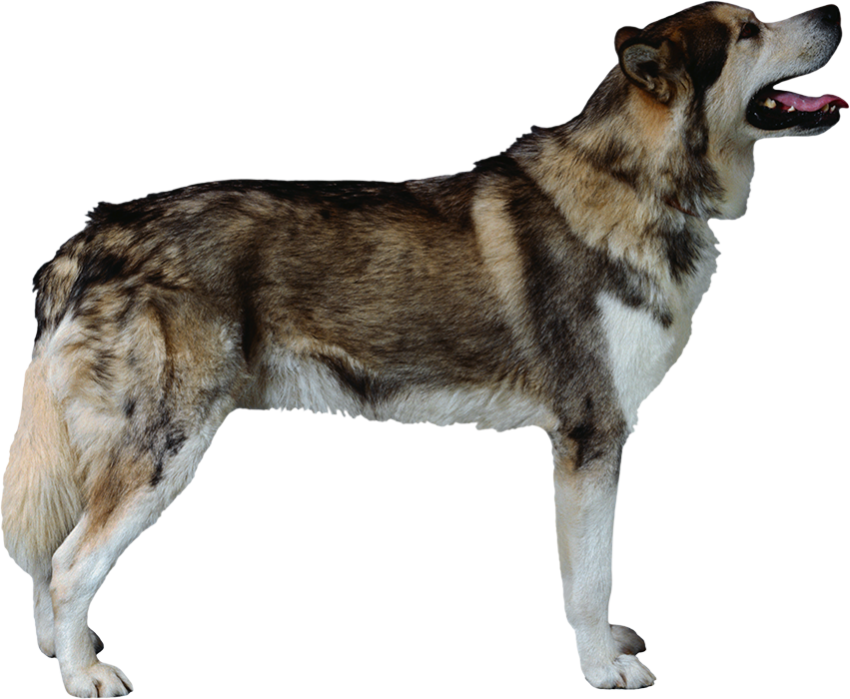 Husky Standing Dog Full HD PNG Images