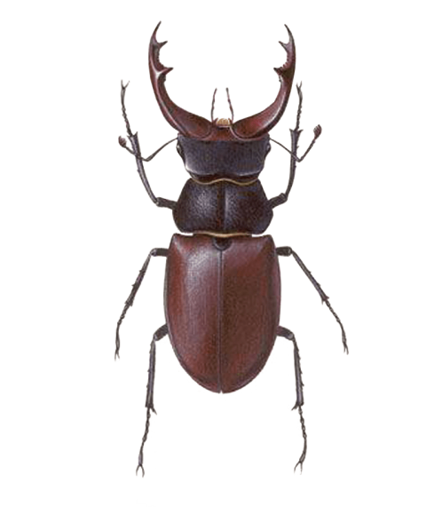 Insect Bug PNG HD Quality Free Download
