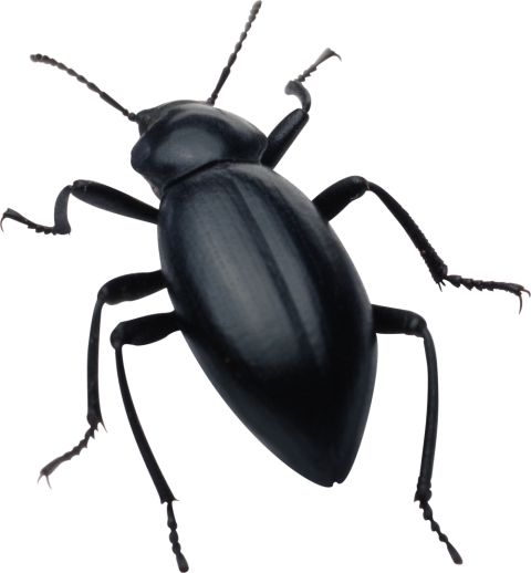 Insect Bug Transparent Free PNG Free Download