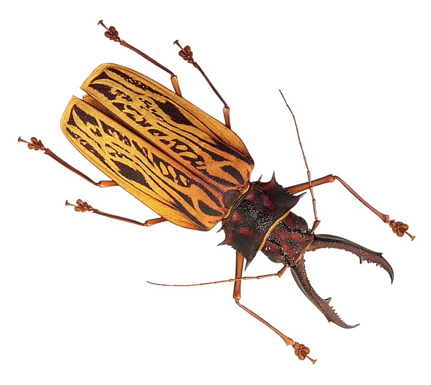 Insect Bug Transparent Images Free Download
