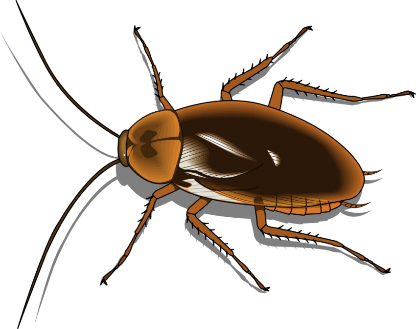 Insect Bug Transparent PNG Free Download