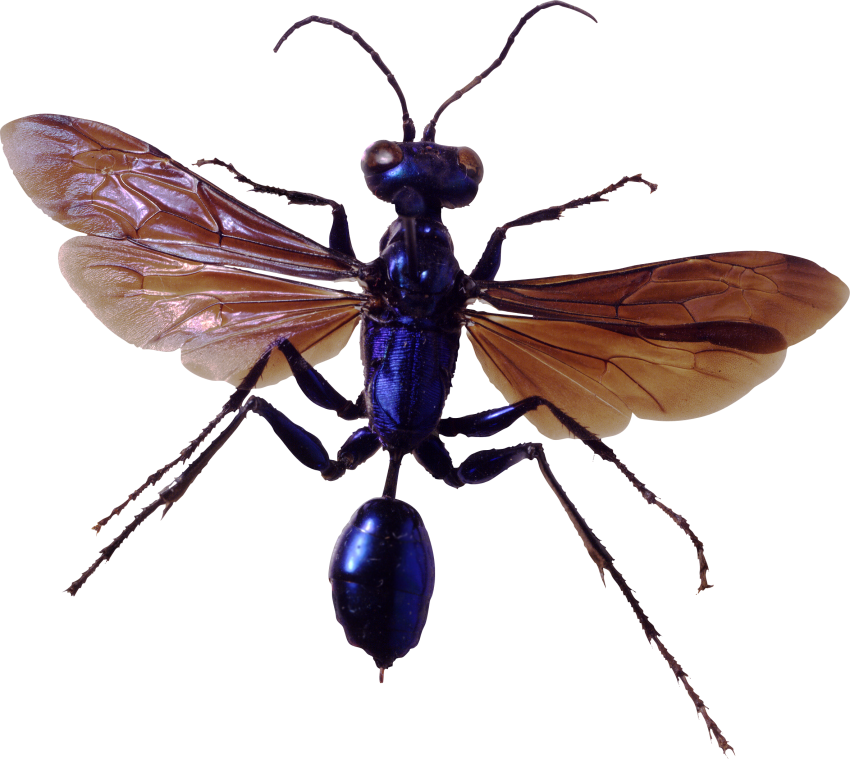 Insect PNG Background Free Download