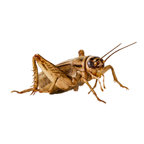 Insect PNG Photo Image Free Download