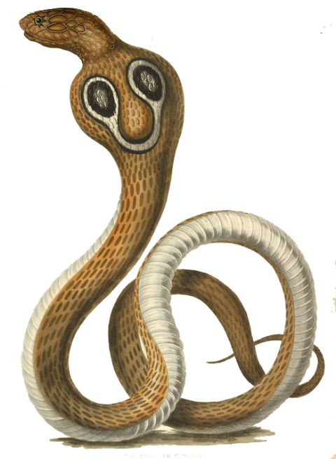 King Cobra PNG Pic Download