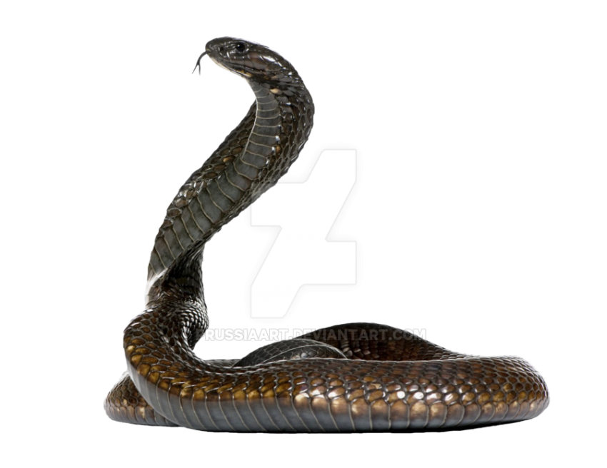 King Cobra Transparent Free PNG Hd