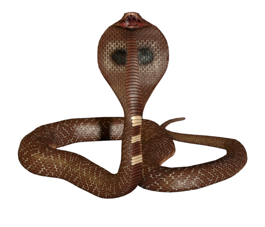 King Cobra Transparent PNG Image