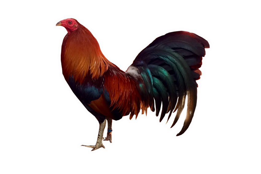 Landfowl Brown Cock Transparent PNG