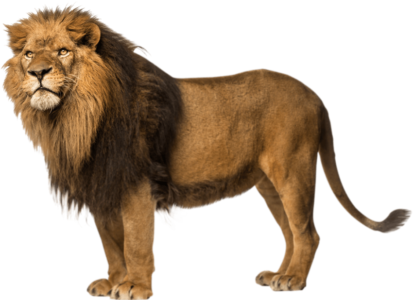 Lion Png Transparent Image Free