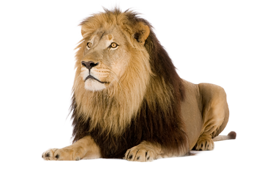 Lion Sitting Png Images Download