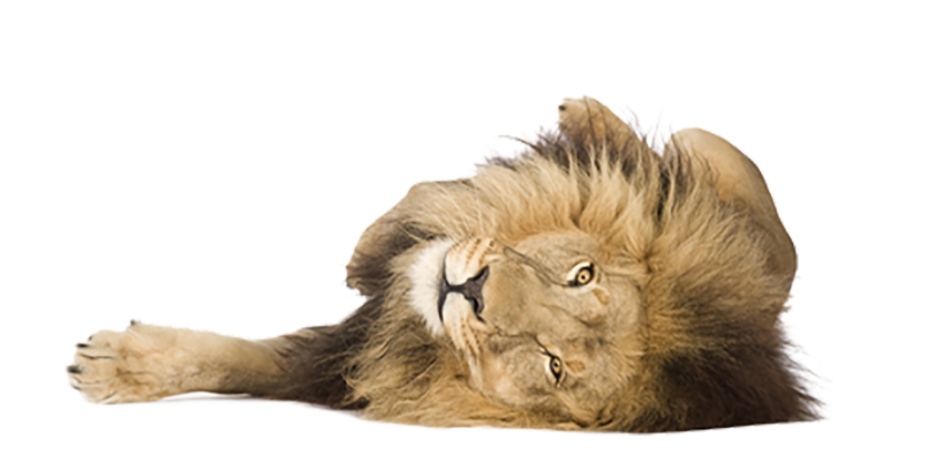 Lion Sleeping Png Images Download hd