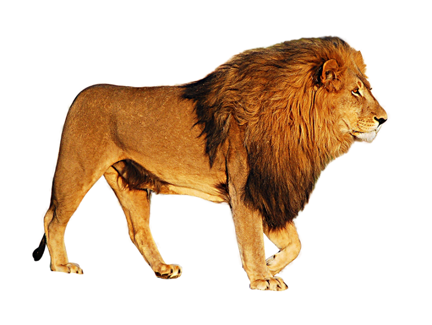 Lion Transparent Png Images