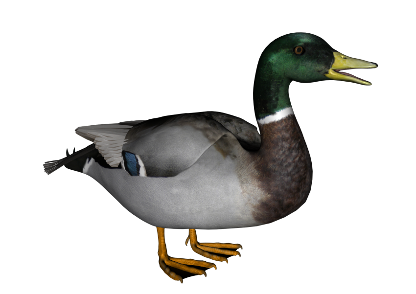 Little Mallard Duck Transparent PNG