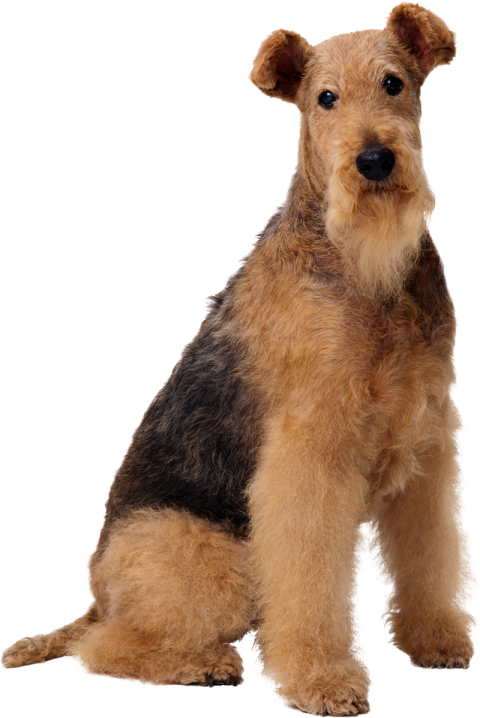 Long Hair Brown Sitting Dog PNG Images
