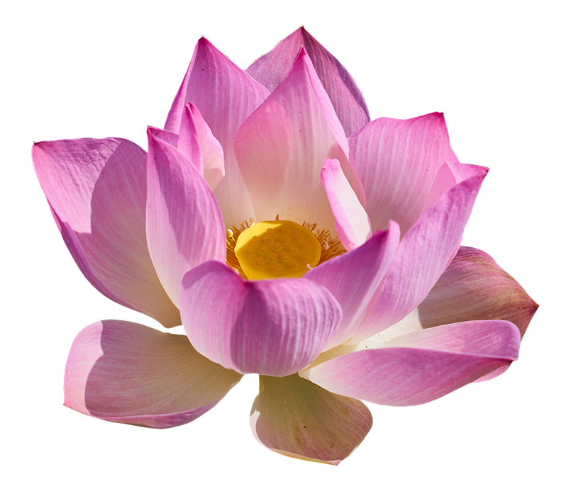 Lotus Flower Front View PNG Download