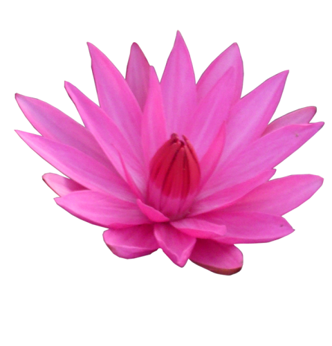 Lotus Flower Full HD PNG Download