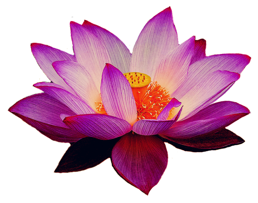 Lotus Flower HD PNG Download