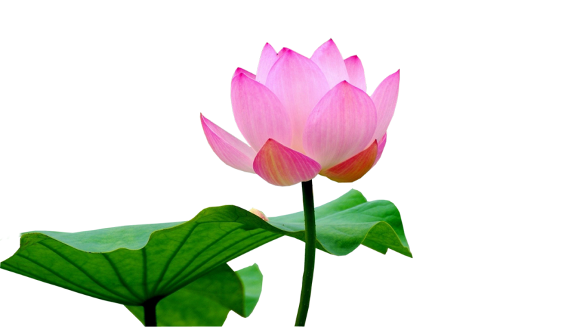 Lotus Flower High Quality PNG Download
