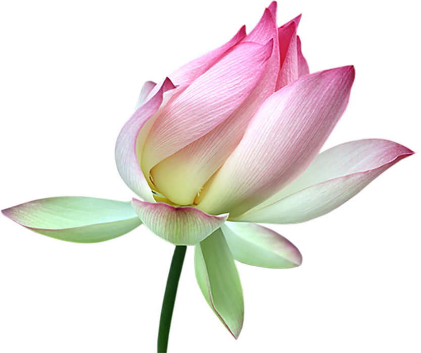 Lotus Flower PNG Hd Download