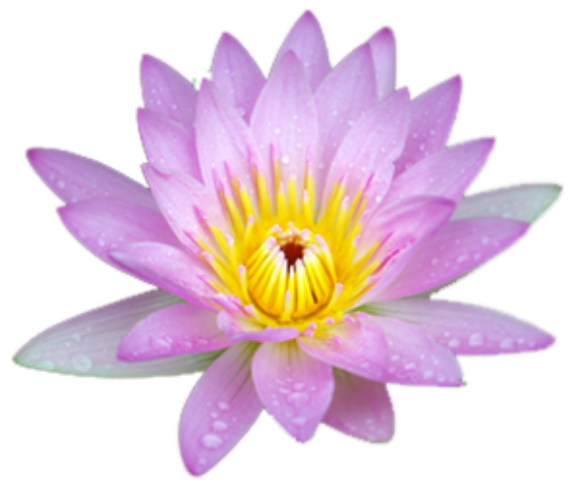 Lotus flower PNG Image Transparent