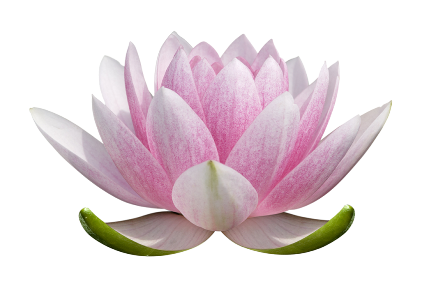 Lotus Flower PNG Images Free Download