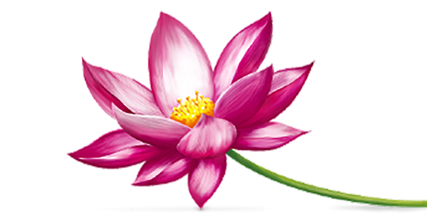 Lotus Flower PNG Images Pic Download