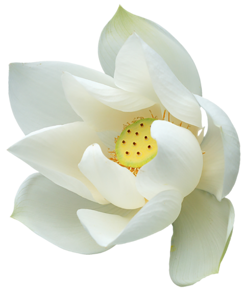 Lotus Flower PNG Real White Download