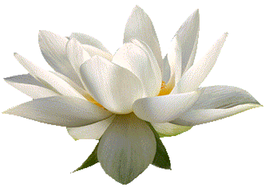 Lotus Flower White PNG Download