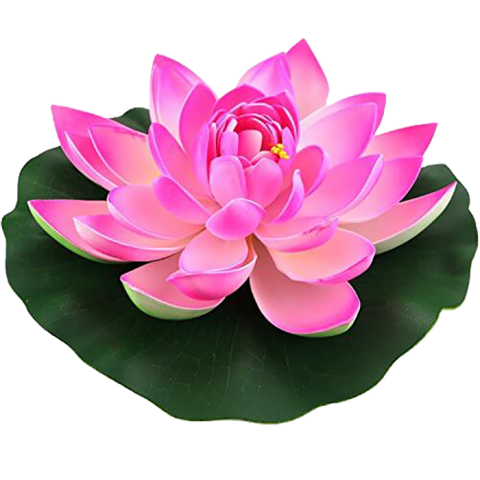 Lotus Transparent HD PNG Download