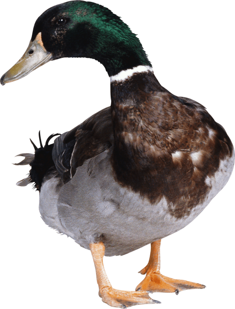 Mallard Duck Small Transparent PNG