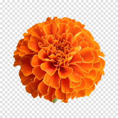 Marigold Flowers Png Transparent Image