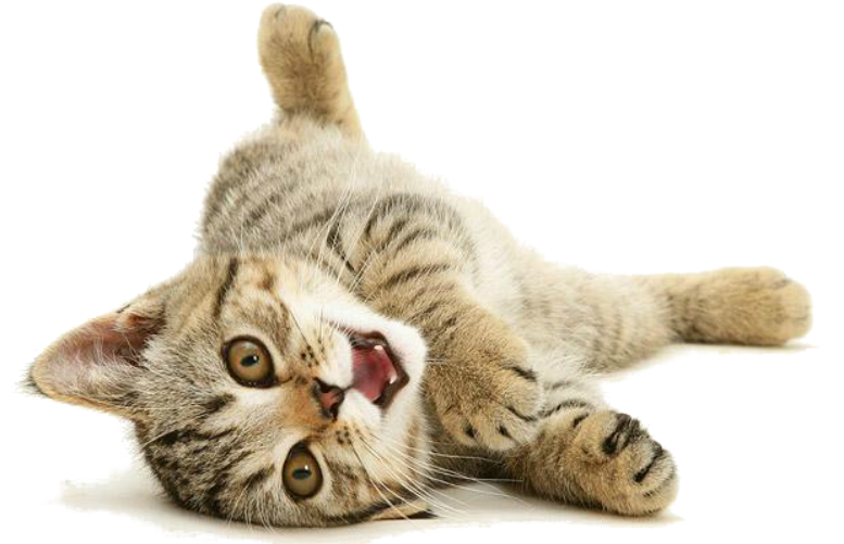 Masti Cat Png Images Transparent