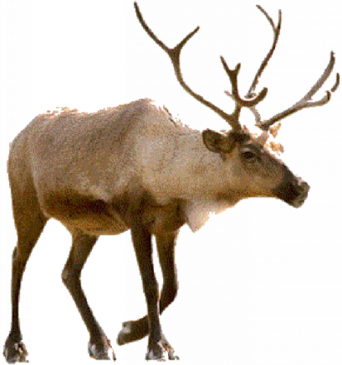 Merry Christmas Reindeer Png Images HD