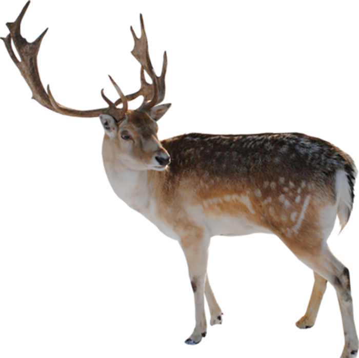 Merry Christmas Reindeer Png Images HD