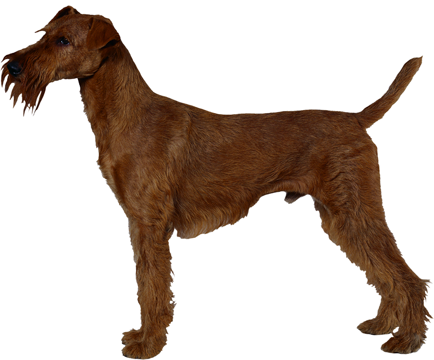 Modern Dog PNG Images Full HD