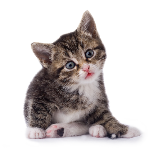 New Cute Cat Full HD PNG Download