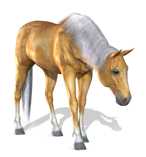New Horse Transparent PNG Images