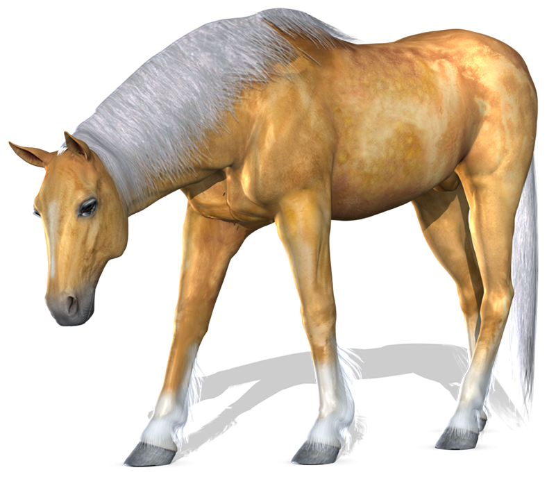 New Horse Transparent PNG Images