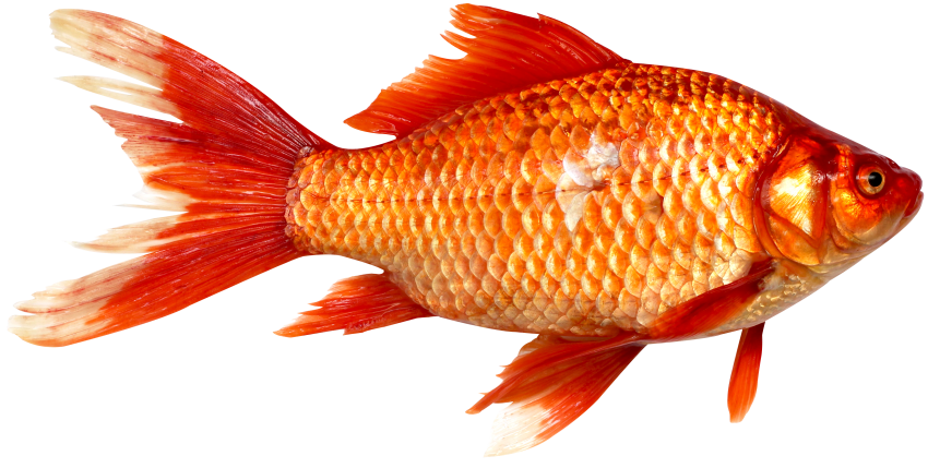 Orange Fish PNG Clipart Background