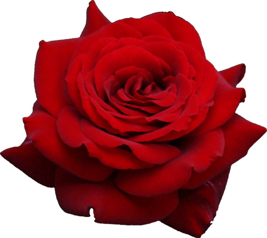 Origiinal Red Rose Front View Flower PNG