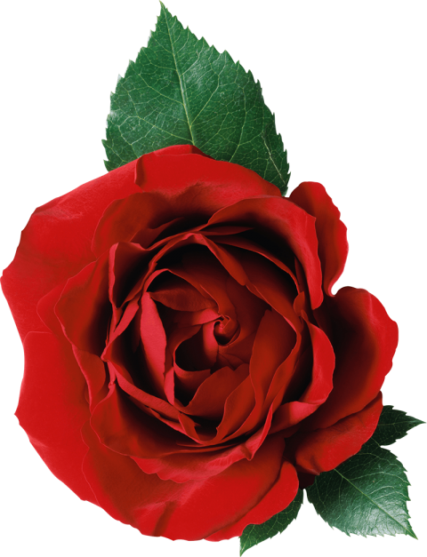 Original Red Rose Front View Flower PNG