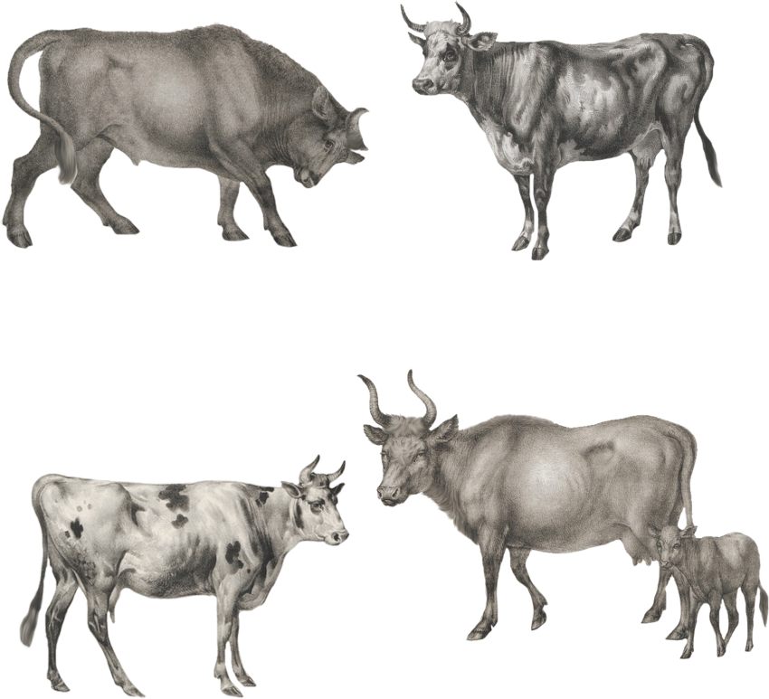 Ox Animal PNG Free File Download