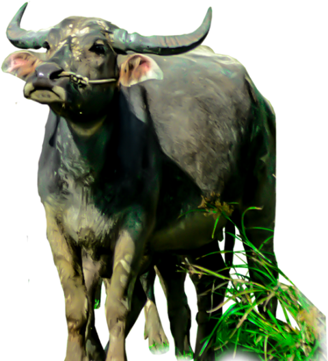 Ox Animal PNG Photos Free Download