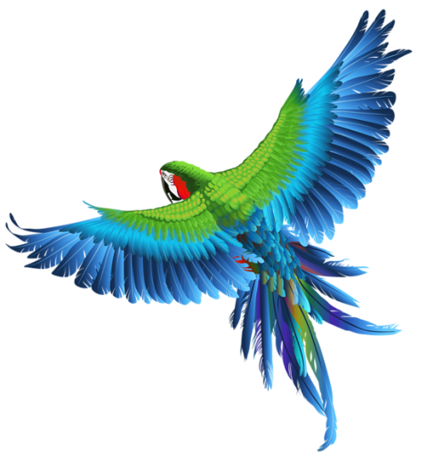 Parrot Background PNG Image hd