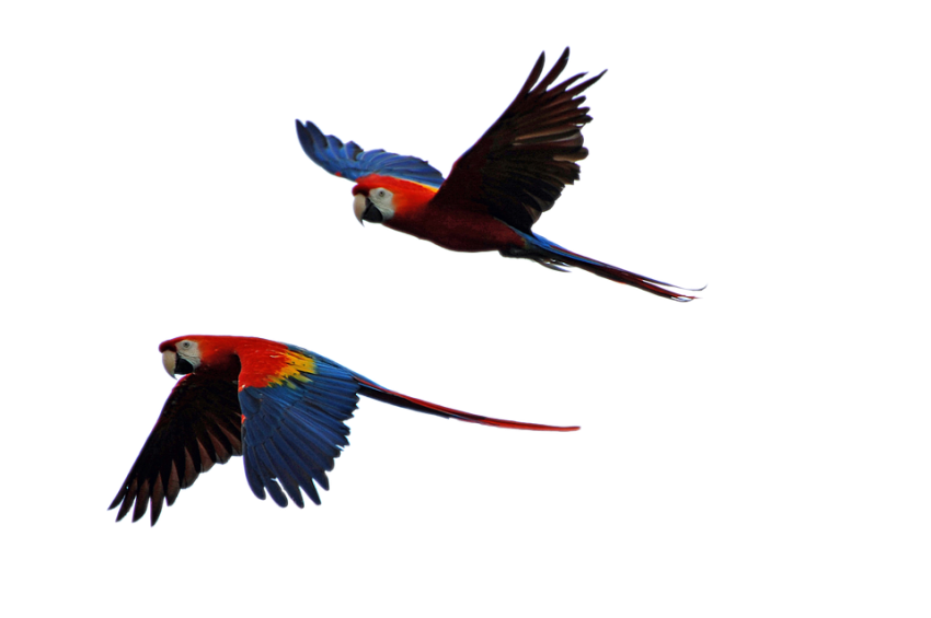 Parrot Bird Transparent Free PNG