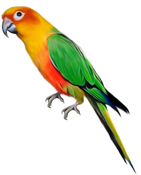 Parrot Bird Transparent Png Full Hd