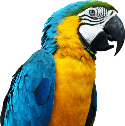 Parrot PNG Background free hd