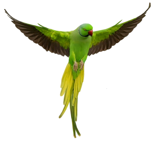 Parrot PNG Clipart Background full hd