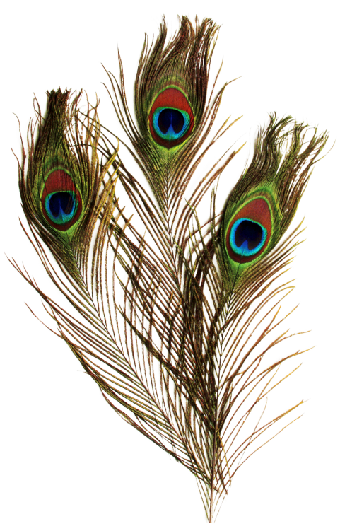 Peacock Feather PNG Clipart Background