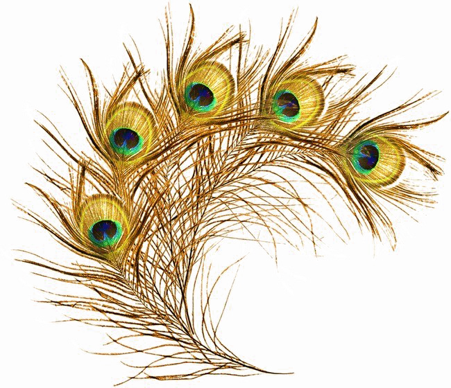 Peacock Feather Transparent Background