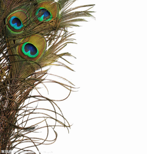 Peacock Feather Transparent File